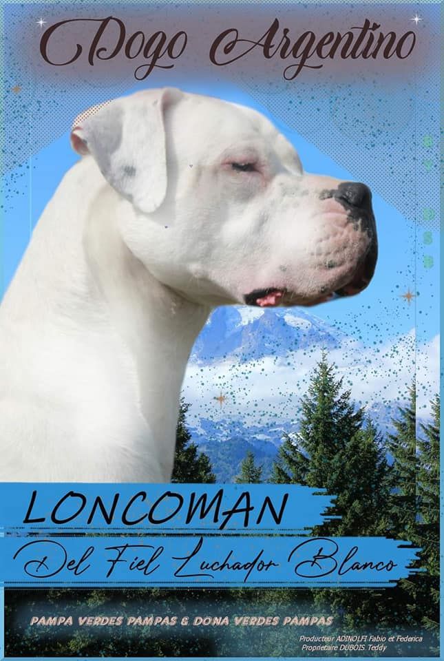 Loncoman Del Fiel Luchador Blanco